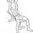 Dumbbell Flys